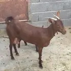 عنز والد باقي جذعه