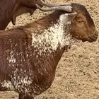 تيس فحل اوشح فاخر