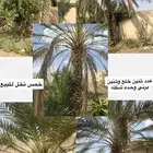 نخل كفوا للبيع الموقع بيشه الحميمه