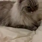 قط لتبني