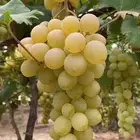 عنب بني سعد