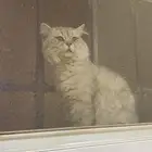 قطوه للتبني