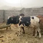 ثور للبيع السن جدع مضمون من جميع العيوب