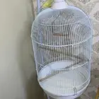 قفص طيور كبير