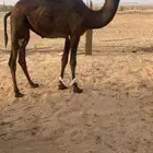 بكره مفروده للبيع