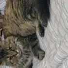 قطوه أنثى للتبني السبب ماعندي القدره اني اجيب احتياجاتها