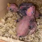 فروخ كروان للبيع