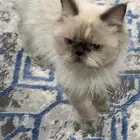 قطط