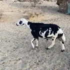 خروف فحل