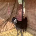 جفرات عوارض جذعات