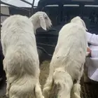 رخال نظيفة من مراح طيب