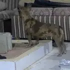 كلبه بولدوج