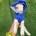 ماعز قزم