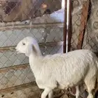 للبيع طلي و رخل