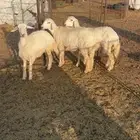 بهم طيب