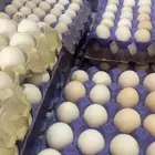 بيض دجاج