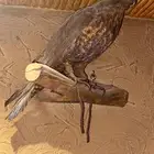 صقر محنط