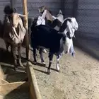 معزي مقرعات العدد 6 وحده فيها عصب في رجليها وحده تضلع يدها