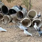 للبيع حمام