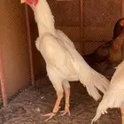 للبيع طقم شامو