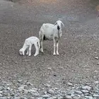 تحتها ذكر سنها لفوف الصحه ممتازه ولله الحمد