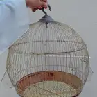 أقفاص طيور
