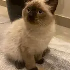 قطط شيرازي هملايا