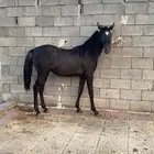 مهر شعبي