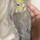 فروخ كروان و فروخ روز