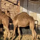 قعود