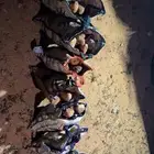 متوفر فقع للبيع لقط اليوم فوق 60 كيلو كمى