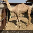 قعود مفرود سبوق