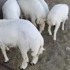 للبيع بهم طيب