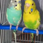 للبيع زوج ببغاء مع ثلاث بيضات