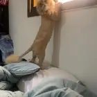 قط ذكر معقم للتبني معه كل اغراضه و تطعيماته