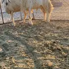 خروف حري صنف