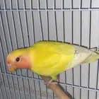 زور لبيع ب110