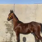 للبيع مهر
