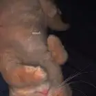 قطوه للبيع
