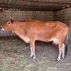 بقره جرسي