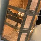 للبيع محكر طيور