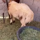 جذع طيب حاله طيب