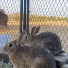 اناثي ارانب جاهزة للأنتاج - تم البيع