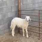خروف   العمر - 4 شهور يزيد ينقص   فلل