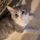 قط للتبني
