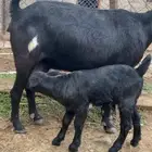 عنز وولدها للبيع