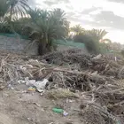 حطي و خوص للبيع