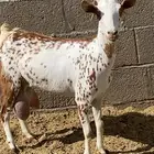 ماعز بيشي للبيع