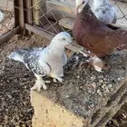 جوز تركي معه فرخه الجوز منتج شرط الإنتاج والصحه