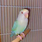 أنثى روز برونز فالو